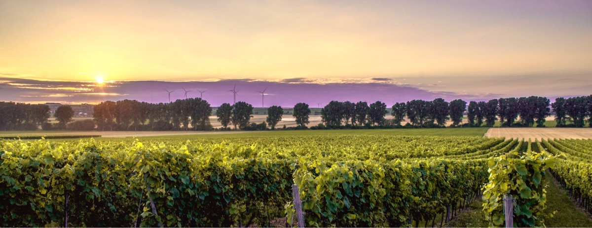 Vineyard at Sunset